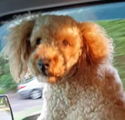 Lost Male Dog last seen Near State Rd. Philadelphia, Pennsylvania Pennypack Pth, Philadelphia, PA 19136, USA, Philadelphia, PA 19136