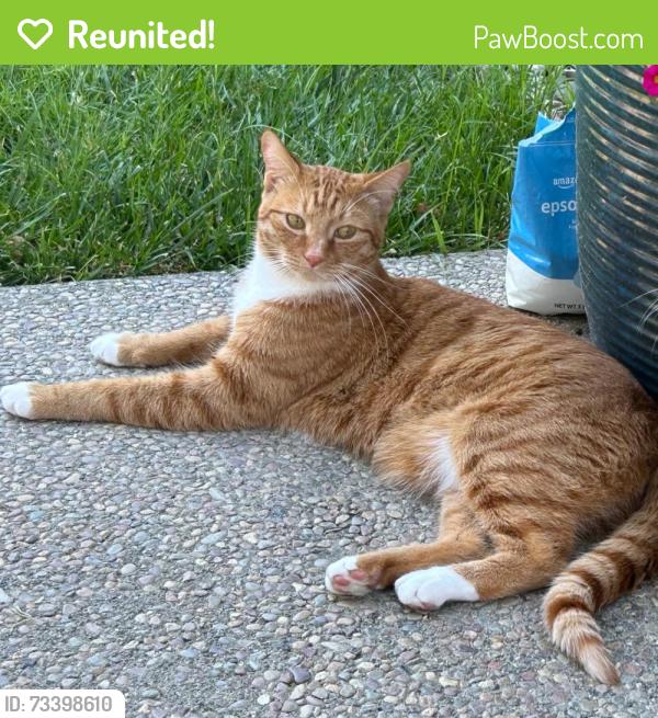 Reunited Male Cat last seen Edenderry Dr, Vacaville, CA 95688