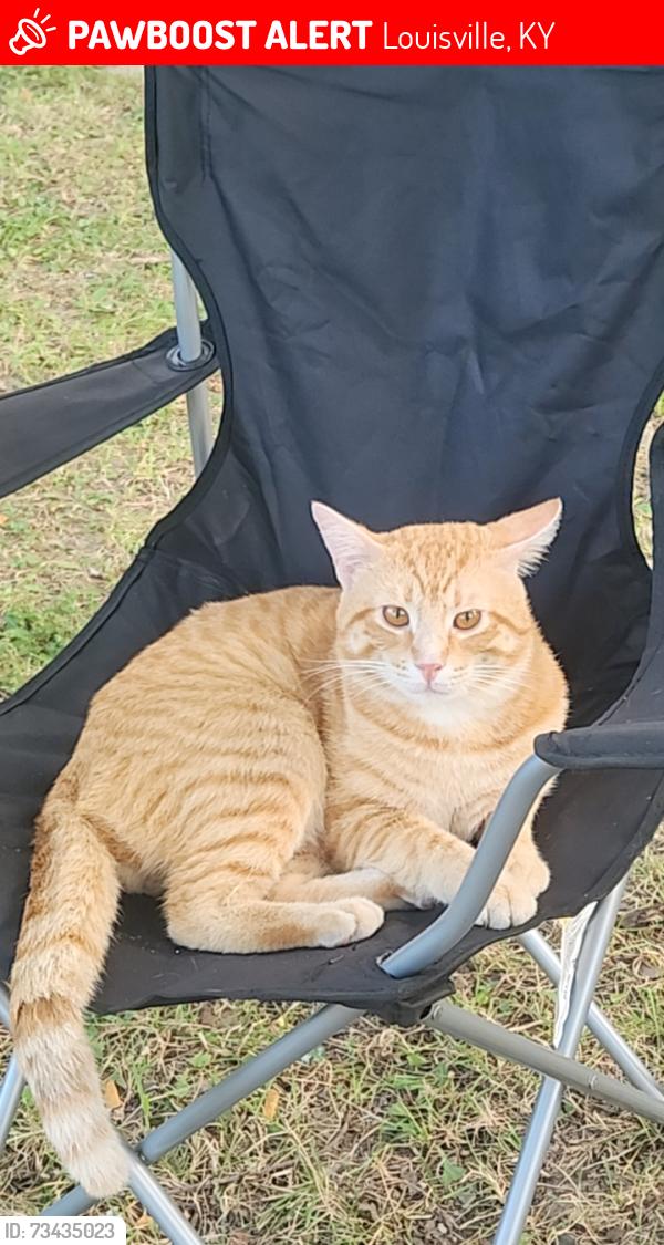 Lost Male Cat last seen Dixie hwy, John adams way, Louisville, KY 40272