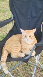 Lost Male Cat last seen Dixie hwy, John adams way, Louisville, KY 40272