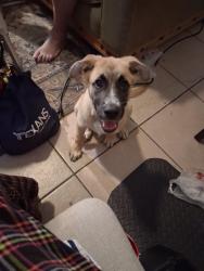 Lost Female Dog last seen Phillips st, Ballinger, TX 76821