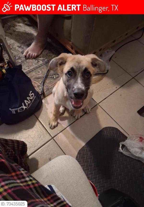 Lost Female Dog last seen Phillips st, Ballinger, TX 76821