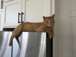 Lost Male Cat last seen Near N Royal Troon Rd, Highland, UT 84003
