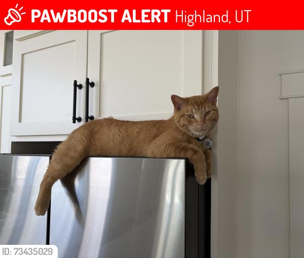 Lost Male Cat last seen Near N Royal Troon Rd, Highland, UT 84003