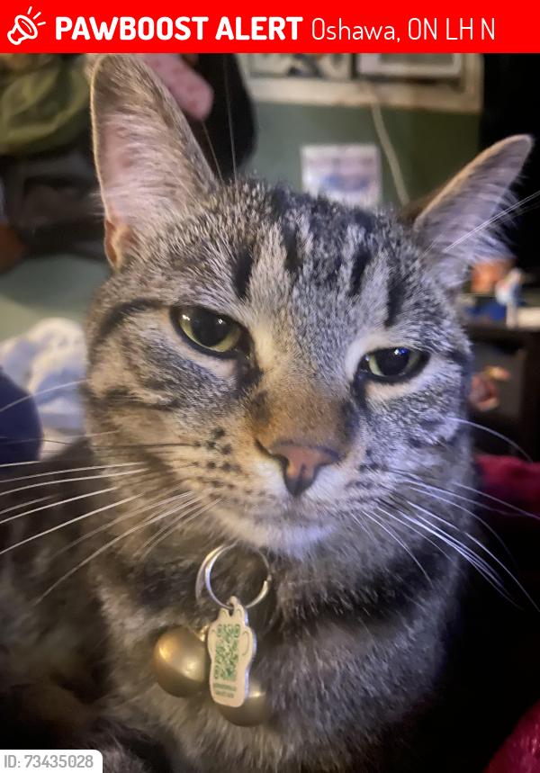 Lost Male Cat last seen Bloor and Wilson st S, Oshawa, ON L1H 3N5