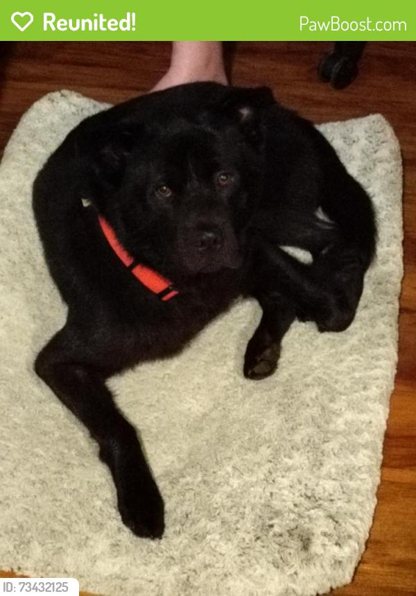 Reunited Female Dog last seen Dolfield Avenue, East Vincent Township, PA 19475