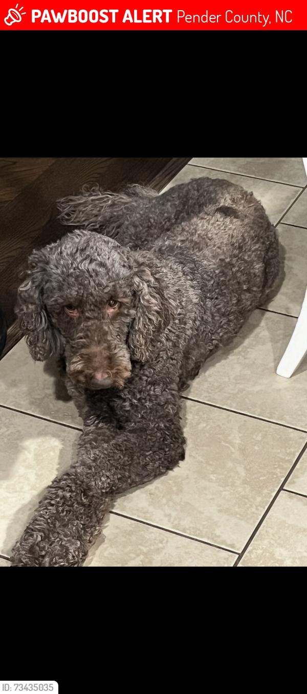 Lost Female Dog last seen Shaw hwy / marble dr, Pender County, NC 28457