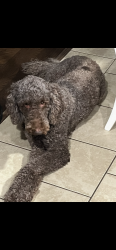 Lost Female Dog last seen Shaw hwy / marble dr, Pender County, NC 28457