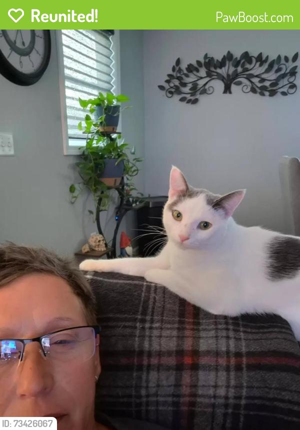 Reunited Male Cat last seen Dairy Queen Rt 47, Morris, IL 60450