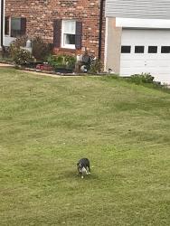 Found/Stray Male Dog last seen Simon Kenton and Mt Atlas, Prince William County, VA 20169
