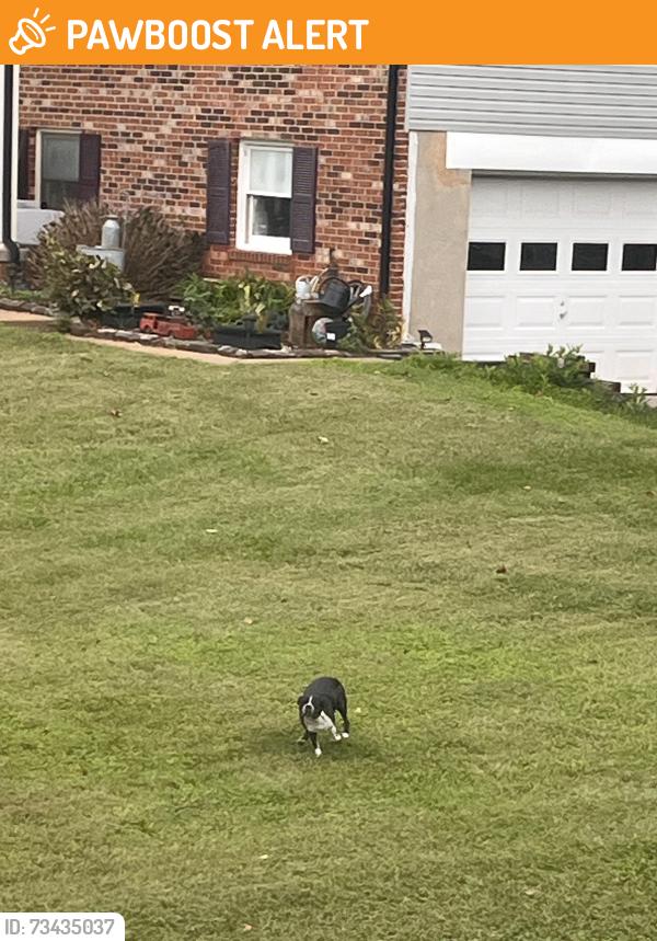 Found/Stray Male Dog last seen Simon Kenton and Mt Atlas, Prince William County, VA 20169