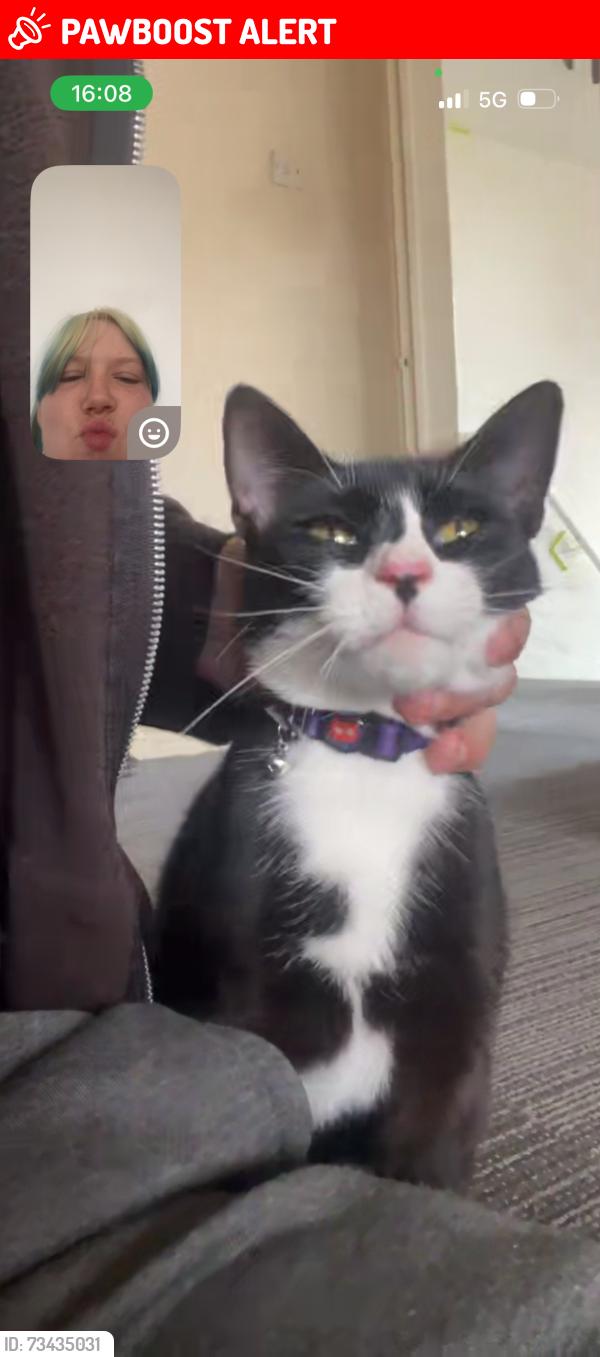 Lost Female Cat last seen Gloucester Rd, Tewkesbury GL20 7DQ, Gloucestershire, England GL20 7DQ