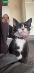 Lost Female Cat last seen Gloucester Rd, Tewkesbury GL20 7DQ, Gloucestershire, England GL20 7DQ