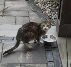 Found/Stray Unknown Cat last seen Blue Mountain Parkway, Linglestown, PA 17112