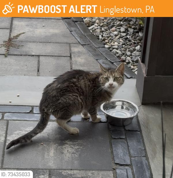 Found/Stray Unknown Cat last seen Blue Mountain Parkway, Linglestown, PA 17112