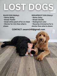 Reunited Female Dog last seen Near Harvey Rd and Rocky Plains Rd, Covington, GA 30016