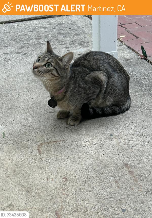 Found/Stray Unknown Cat last seen H St, Martinez, CA 94553