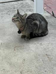 Found/Stray Unknown Cat last seen H St, Martinez, CA 94553