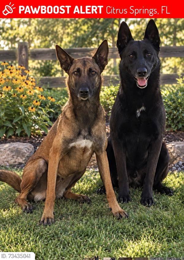 Lost Female Dog last seen Foxdale Drive, Citrus Springs, FL 34434