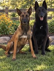 Lost Female Dog last seen Foxdale Drive, Citrus Springs, FL 34434