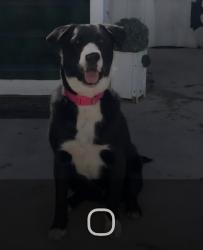 Found/Stray Unknown Dog last seen Approx 1/2 -1mile from Albertsons, lying on side of road on west side of road, Las Cruces, NM 88001
