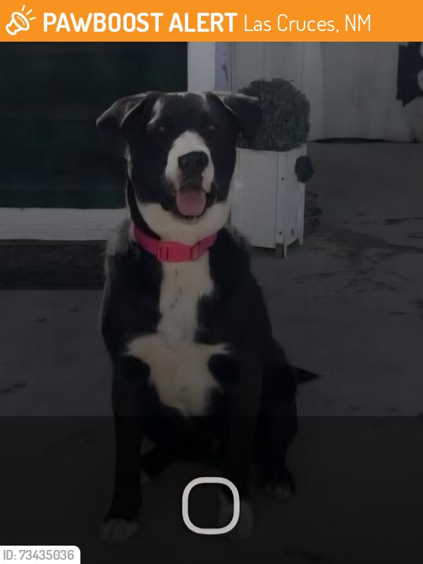 Found/Stray Unknown Dog last seen Approx 1/2 -1mile from Albertsons, lying on side of road on west side of road, Las Cruces, NM 88001