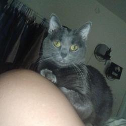 Lost Female Cat last seen Drexal alvernon, Tucson, AZ 85706