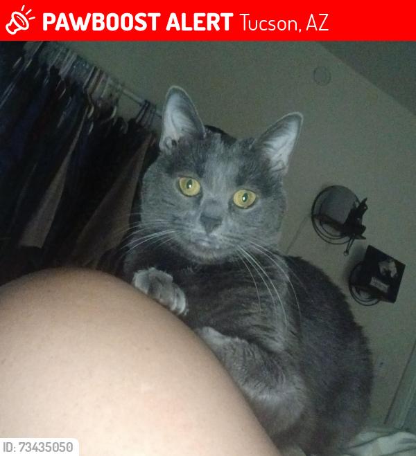 Lost Female Cat last seen Drexal alvernon, Tucson, AZ 85706