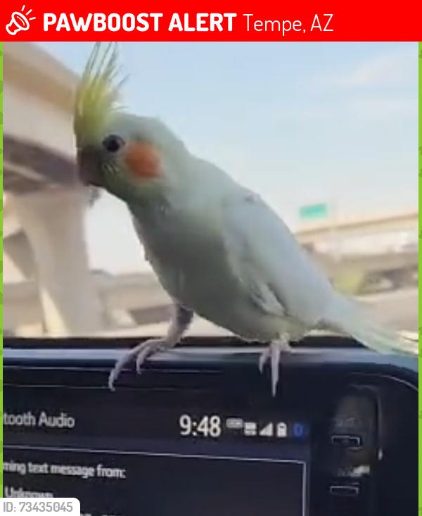 Lost Unknown Bird last seen Baseline in kyrene, Tempe, AZ 85283