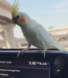 Lost Unknown Bird last seen Baseline in kyrene, Tempe, AZ 85283