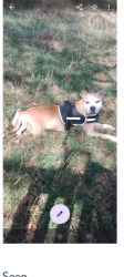 Lost Male Dog last seen The wreak park tw12, Hampton Hill, England TW12 1QE