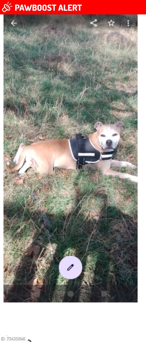 Lost Male Dog last seen The wreak park tw12, Hampton Hill, England TW12 1QE