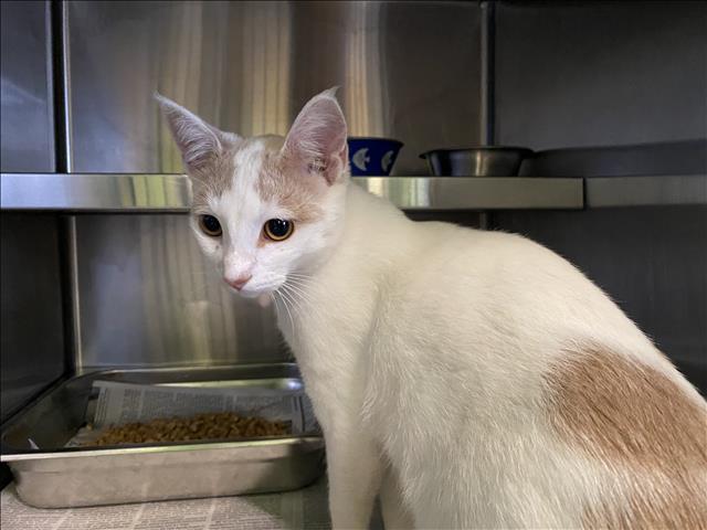 Shelter Stray Unknown Cat last seen , 1850 W 60th St, Los Angeles, CA 90047, USA