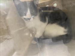 Shelter Stray Unknown Cat last seen , 1850 W 60th St, Los Angeles, CA 90047, USA