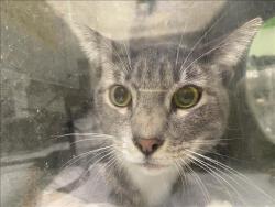 Shelter Stray Unknown Cat last seen , 1850 W 60th St, Los Angeles, CA 90047, USA