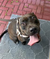 Shelter Stray Female Dog last seen Near BLOCK SW 147 LN, 3599 NW 79th Ave, Doral, FL 33122, USA