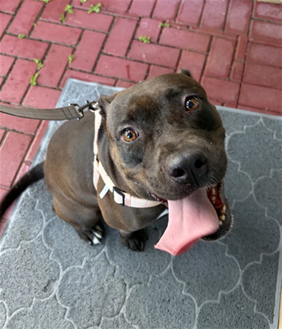 Shelter Stray Female Dog last seen Near BLOCK SW 147 LN, 3599 NW 79th Ave, Doral, FL 33122, USA