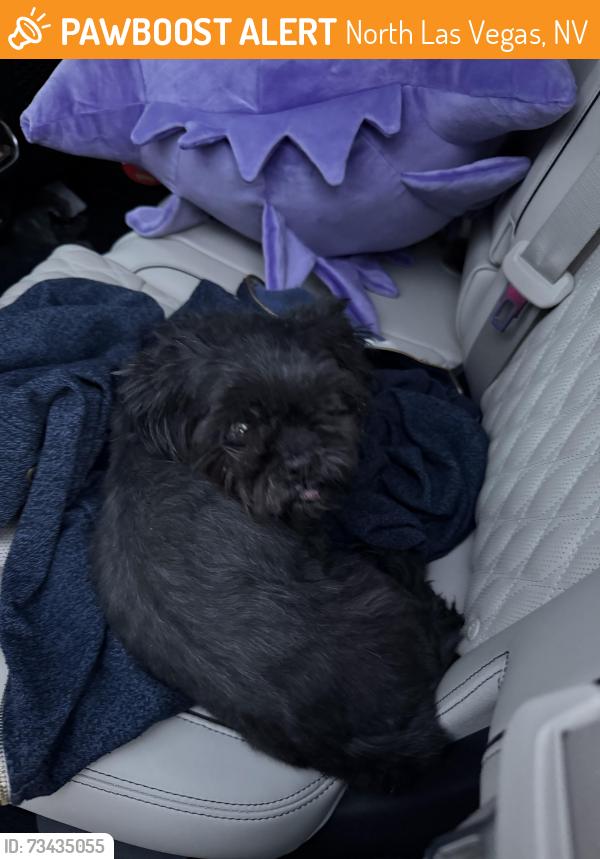 Found/Stray Unknown Dog last seen Ann and commerce, North Las Vegas, NV 89031