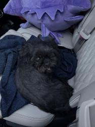 Found/Stray Unknown Dog last seen Ann and commerce, North Las Vegas, NV 89031