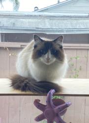 Lost Female Cat last seen Poole street La Jolla, San Diego, CA 92037