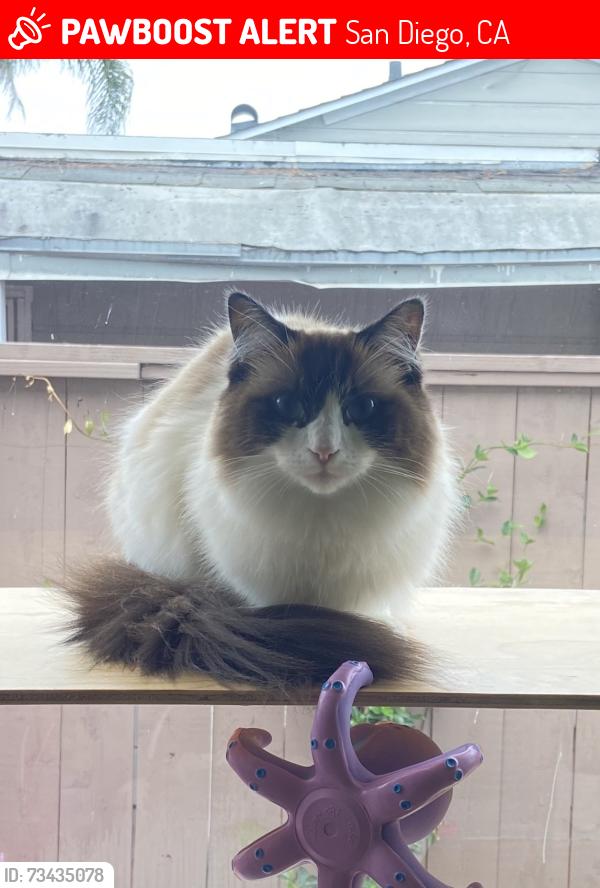 Lost Female Cat last seen Poole street La Jolla, San Diego, CA 92037