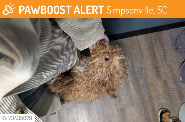 Found/Stray Female Dog last seen Lee Vaughn Rd, Simpsonville, SC 29681