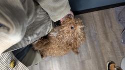 Found/Stray Female Dog last seen Lee Vaughn Rd, Simpsonville, SC 29681
