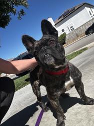 Found/Stray Male Dog last seen 55th street East, Palmdale, CA 93552