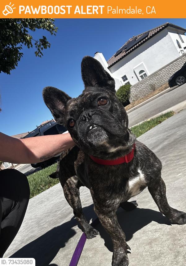 Found/Stray Male Dog last seen 55th street East, Palmdale, CA 93552