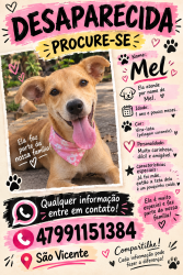 Lost Female Dog last seen Rua gervazio Francisco Régis 135, São Vicente, SC 