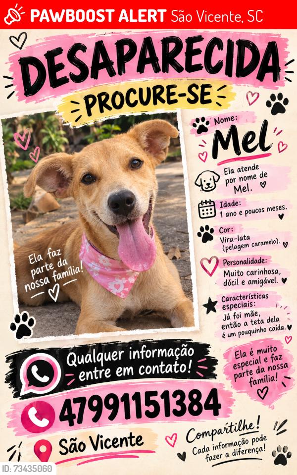 Lost Female Dog last seen Rua gervazio Francisco Régis 135, São Vicente, SC 