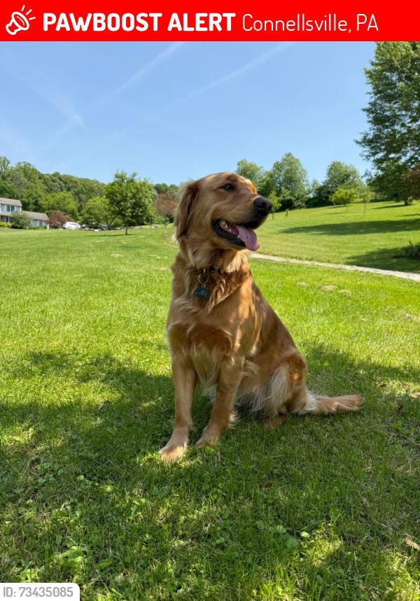 Lost Female Dog last seen Route 982, Connellsville, PA 15425