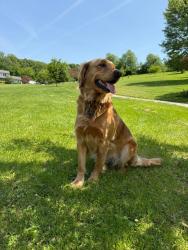 Lost Female Dog last seen Route 982, Connellsville, PA 15425