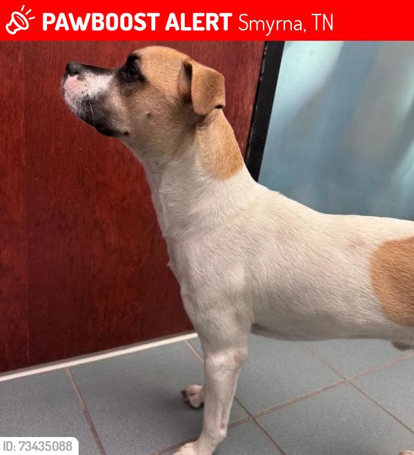 Lost Male Dog last seen Near mcclary rd Smyrna TN 37167, Smyrna, TN 37167
